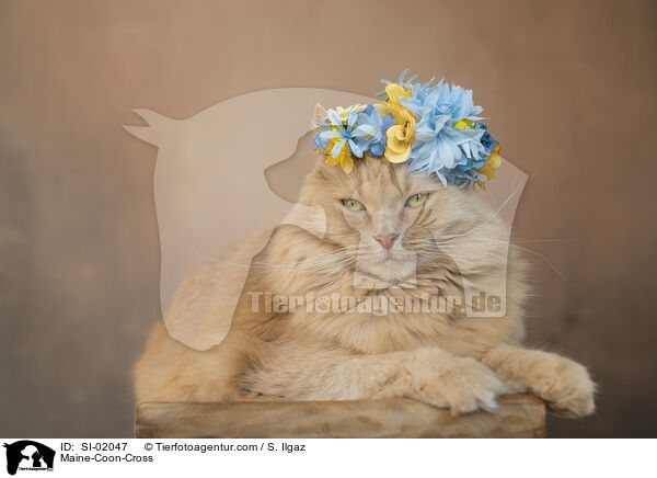 Maine-Coon-Mischling / Maine-Coon-Cross / SI-02047