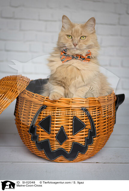 Maine-Coon-Mischling / Maine-Coon-Cross / SI-02048