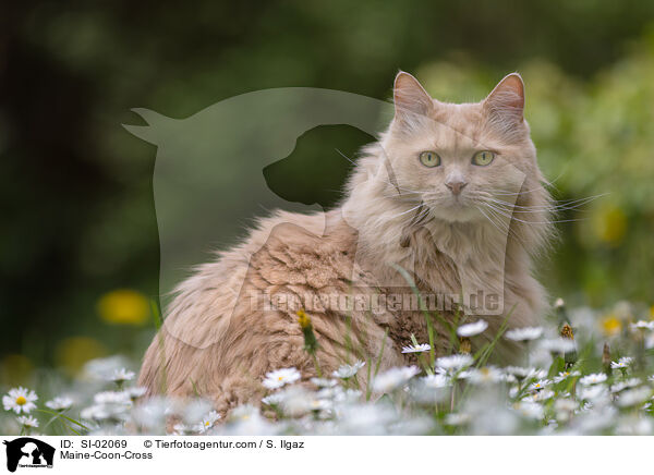 Maine-Coon-Mischling / Maine-Coon-Cross / SI-02069