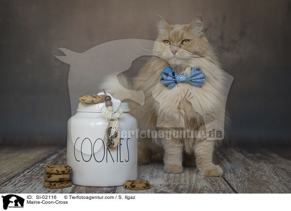 Maine-Coon-Mischling / Maine-Coon-Cross / SI-02116