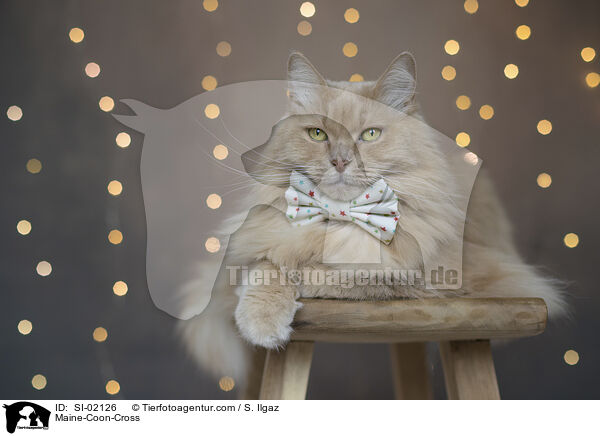 Maine-Coon-Mischling / Maine-Coon-Cross / SI-02126