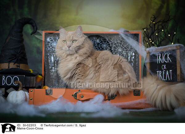 Maine-Coon-Mischling / Maine-Coon-Cross / SI-02203