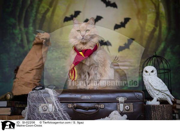 Maine-Coon-Cross / SI-02206