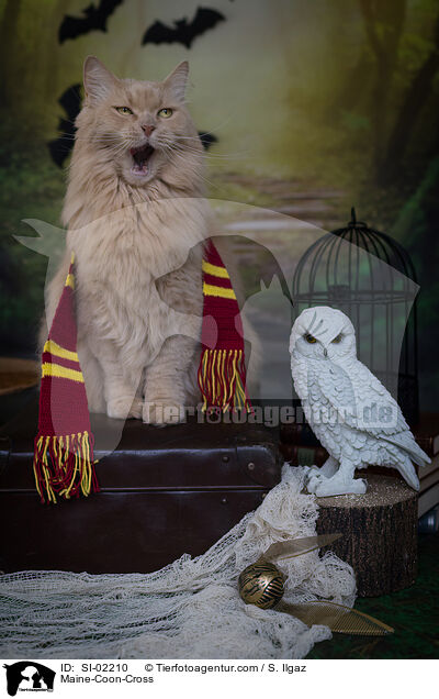 Maine-Coon-Mischling / Maine-Coon-Cross / SI-02210