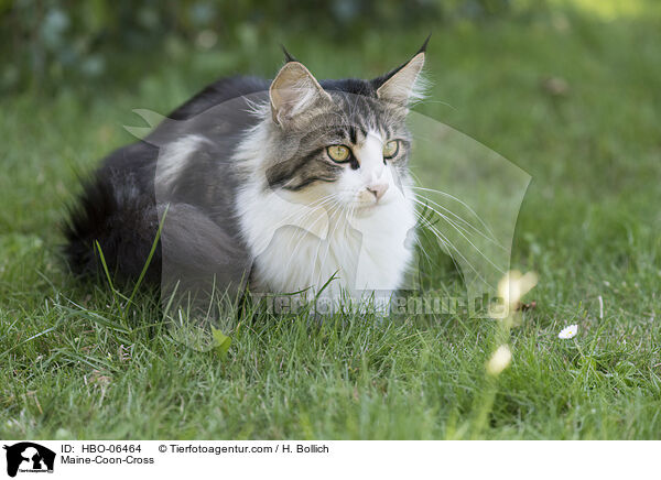 Maine-Coon-Mischling / Maine-Coon-Cross / HBO-06464