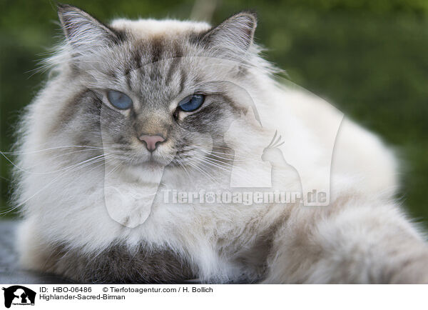 Highlander-Heilige-Birma / Highlander-Sacred-Birman / HBO-06486