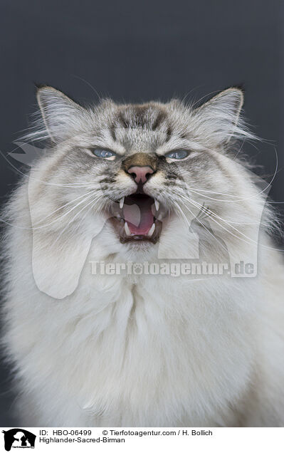 Highlander-Heilige-Birma / Highlander-Sacred-Birman / HBO-06499