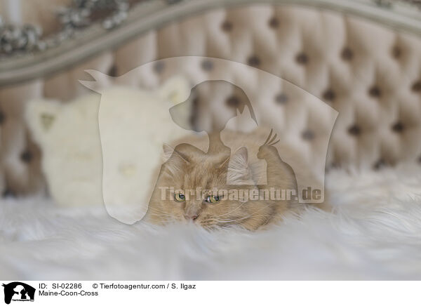 Maine-Coon-Mischling / Maine-Coon-Cross / SI-02286