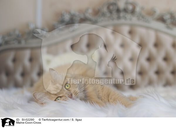 Maine-Coon-Mischling / Maine-Coon-Cross / SI-02290