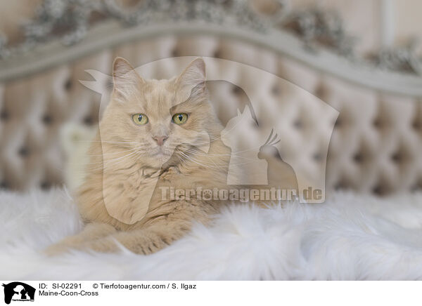 Maine-Coon-Mischling / Maine-Coon-Cross / SI-02291