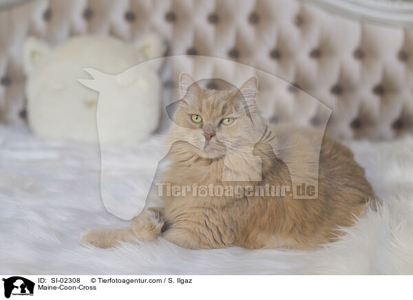Maine-Coon-Mischling / Maine-Coon-Cross / SI-02308