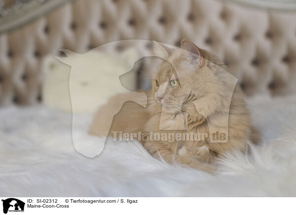 Maine-Coon-Mischling / Maine-Coon-Cross / SI-02312