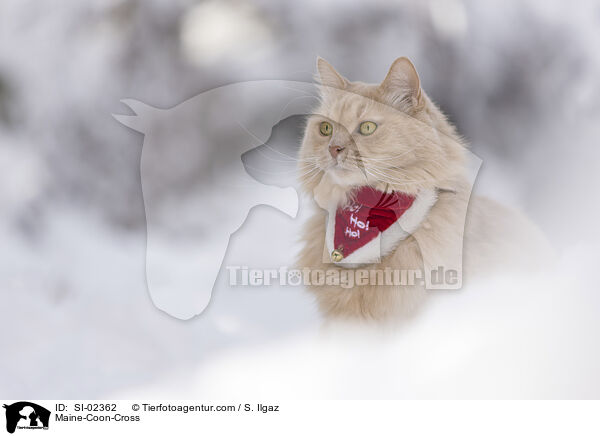 Maine-Coon-Mischling / Maine-Coon-Cross / SI-02362