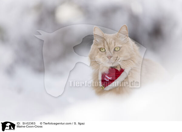 Maine-Coon-Mischling / Maine-Coon-Cross / SI-02363