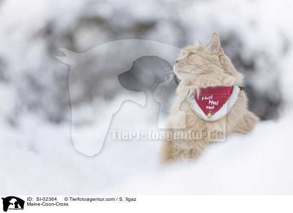 Maine-Coon-Mischling / Maine-Coon-Cross / SI-02364