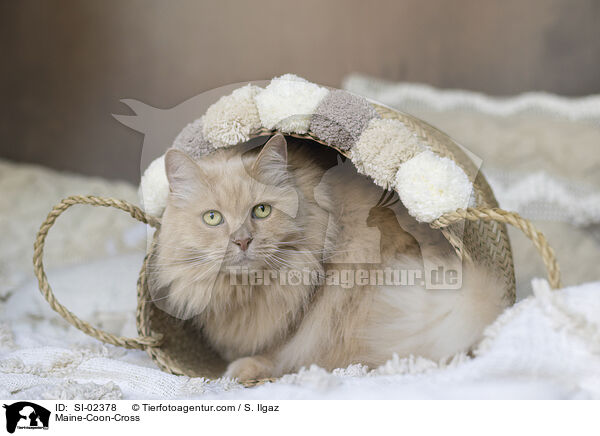 Maine-Coon-Mischling / Maine-Coon-Cross / SI-02378