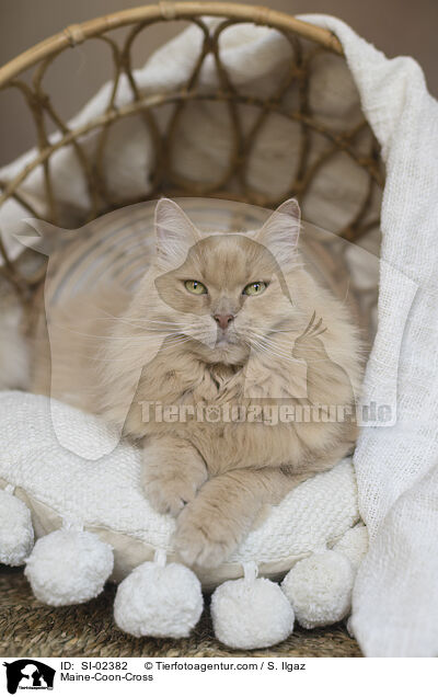 Maine-Coon-Mischling / Maine-Coon-Cross / SI-02382