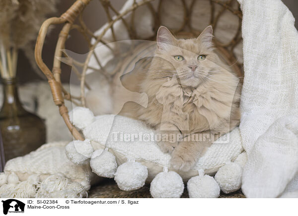 Maine-Coon-Mischling / Maine-Coon-Cross / SI-02384