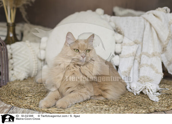 Maine-Coon-Mischling / Maine-Coon-Cross / SI-02386