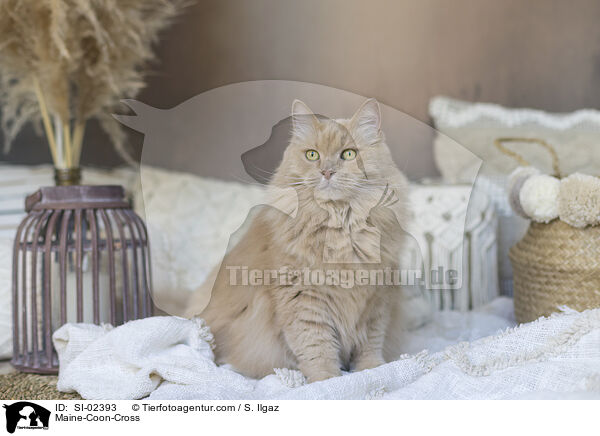 Maine-Coon-Mischling / Maine-Coon-Cross / SI-02393