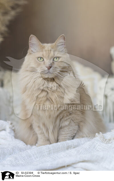 Maine-Coon-Mischling / Maine-Coon-Cross / SI-02394