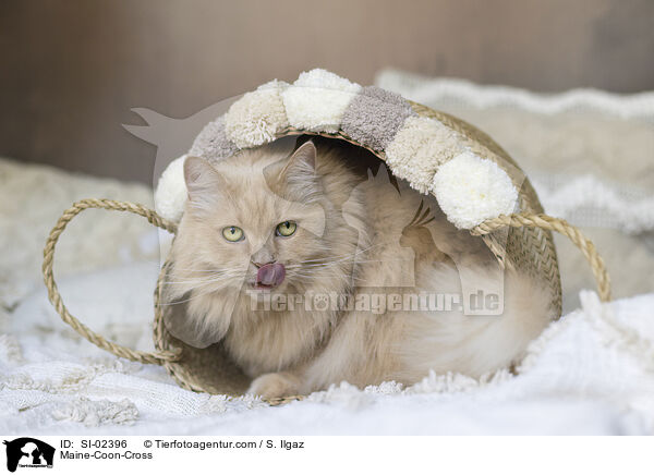 Maine-Coon-Mischling / Maine-Coon-Cross / SI-02396