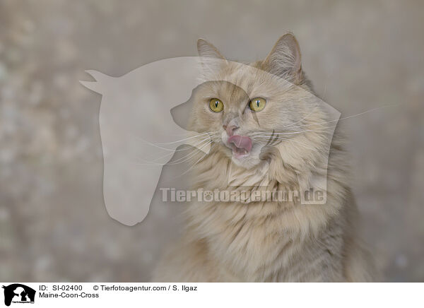 Maine-Coon-Mischling / Maine-Coon-Cross / SI-02400