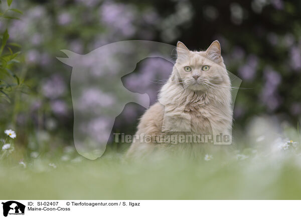 Maine-Coon-Mischling / Maine-Coon-Cross / SI-02407