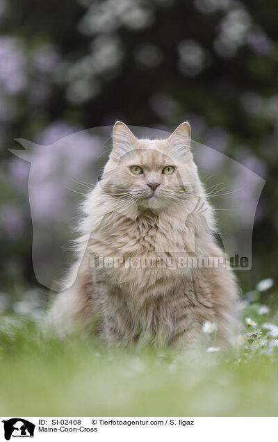 Maine-Coon-Mischling / Maine-Coon-Cross / SI-02408