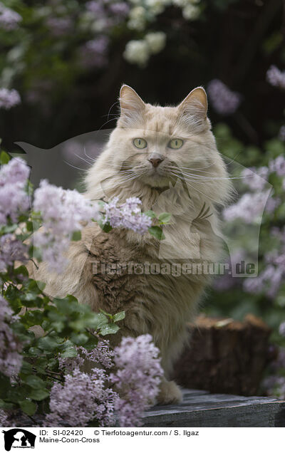 Maine-Coon-Mischling / Maine-Coon-Cross / SI-02420