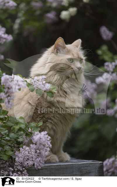 Maine-Coon-Mischling / Maine-Coon-Cross / SI-02422