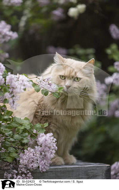 Maine-Coon-Mischling / Maine-Coon-Cross / SI-02423