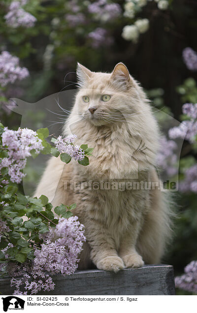 Maine-Coon-Mischling / Maine-Coon-Cross / SI-02425