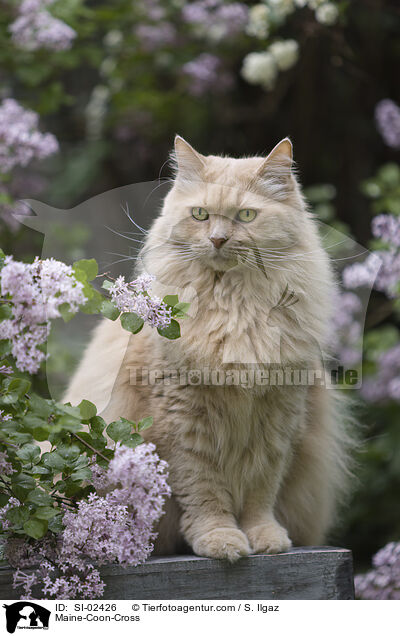 Maine-Coon-Mischling / Maine-Coon-Cross / SI-02426