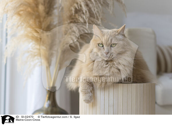 Maine-Coon-Mischling / Maine-Coon-Cross / SI-02470