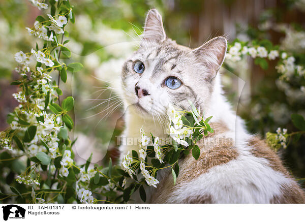Ragdoll-Mischling / Ragdoll-cross / TAH-01317