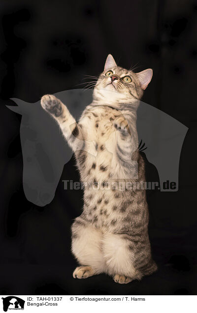 Bengal-Mischling / Bengal-Cross / TAH-01337