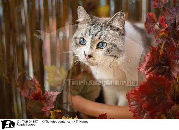 Ragdoll-Mischling / Ragdoll-cross / TAH-01357
