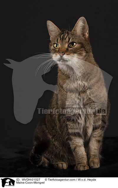 Maine-Coon-Mischling / Maine-Coon-Mongrel / WVDH-01027