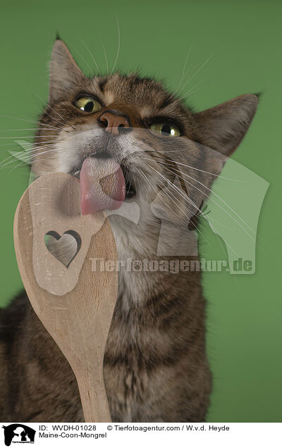 Maine-Coon-Mischling / Maine-Coon-Mongrel / WVDH-01028