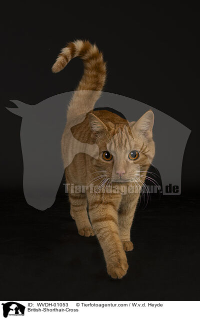 Britisch-Kurzhaar-Mischling / British-Shorthair-Cross / WVDH-01053