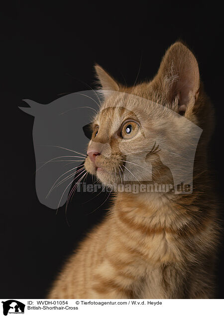 Britisch-Kurzhaar-Mischling / British-Shorthair-Cross / WVDH-01054