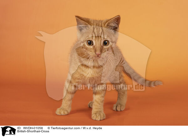 Britisch-Kurzhaar-Mischling / British-Shorthair-Cross / WVDH-01058