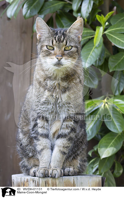 Maine-Coon-Mischling / Maine-Coon-Mongrel / WVDH-01131