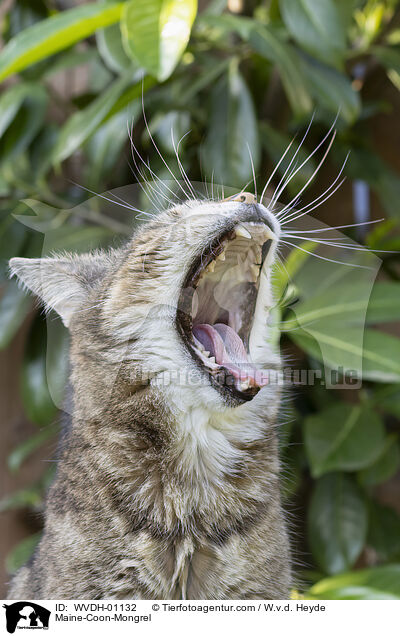Maine-Coon-Mischling / Maine-Coon-Mongrel / WVDH-01132