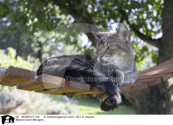 Maine-Coon-Mischling / Maine-Coon-Mongrel / WVDH-01134