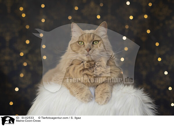 Maine-Coon-Mix / Maine-Coon-Cross / SI-02533