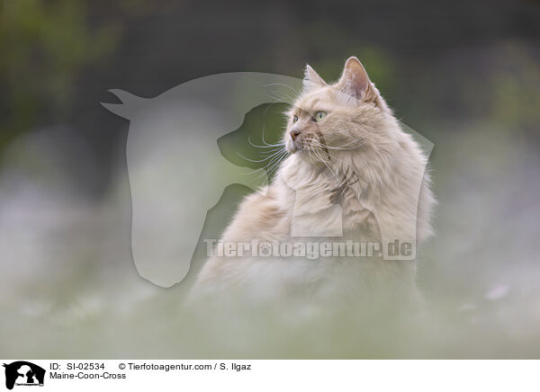 Maine-Coon-Cross / SI-02534