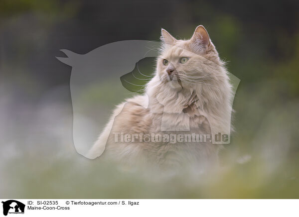 Maine-Coon-Mix / Maine-Coon-Cross / SI-02535