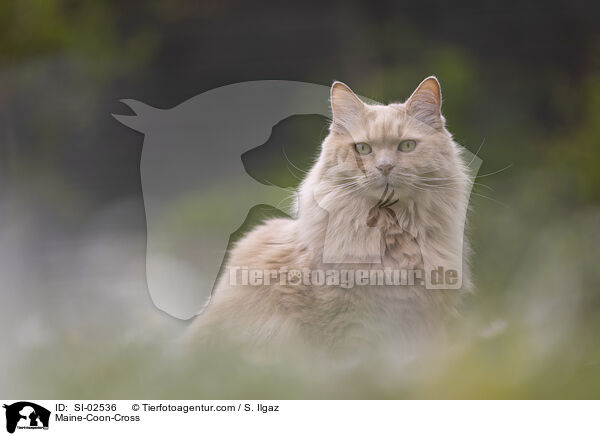 Maine-Coon-Mix / Maine-Coon-Cross / SI-02536